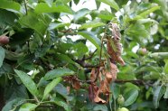 Vertrockneter Zweig an einem Apfelbaum