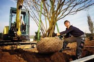 Mann steht neben Baum, der von einem Bagger in Grube gelassen wird