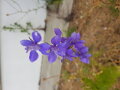 Blüte des blauen Acker-Rittersporns