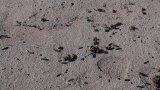 Wildbienen ziehen ein. Sie paaren sich und graben ihre Nistgänge in den sandigen Boden.