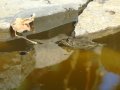 Teichanlage - Frösche ziehen als erste neue Bewohner ein