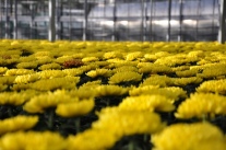 Chrysanthemen im Gewächshaus