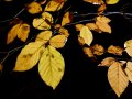 Beleuchtete Blätter vor schwarzem Hintergrund
