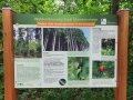 Schild am Waldumbauweg mit Titel "Umbau nicht standortgerechter Fichtenbestände"