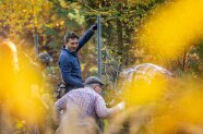 Männer arbeiten im Wald an einem Zaun