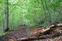Naturwaldreservat Waldkugel
