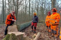 Personen in Warnkleidung stehen vor abgesägtem Baum