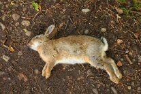 ein toter Hase liegt auf dem Waldboden
