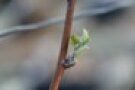 Himbeere