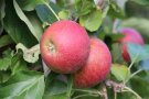 ‘Boskoop‘