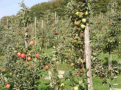Farblose, kleine Äpfel (rechter Baum)