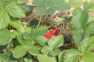 Erdbeere (Freilandverfr.)