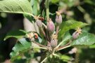 ‘Braeburn‘ (9-11 mm)