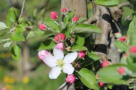 ‘Braeburn‘