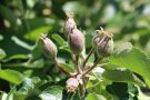‘Braeburn‘ 