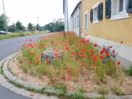 Sandbeet mit blühendem Klatschmohn