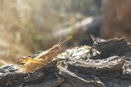 Heuschrecke auf Rindenstücken in der Sonne