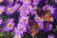Schmetterlinge auf lila blühenden Herbstastern