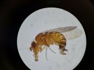 Weibchen Der Kirschessigfliege