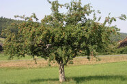 Streuobstbaum