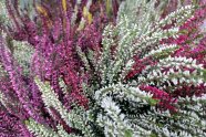 Calluna