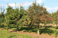 Birnenverfall