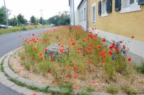 Gewässerrandstreifen neben Maisfeld