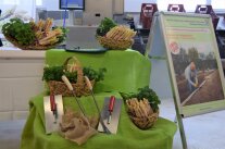 ausgestellter Spargel