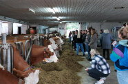 Personen im Stall neben Kühen, die fressen