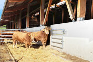 Bullen in einem Maststall mit Außenbereich und Stroheinstreu