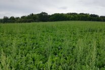 Feld
