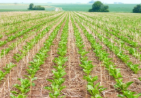 Ansicht auf Feld mit Maispflanzen 
