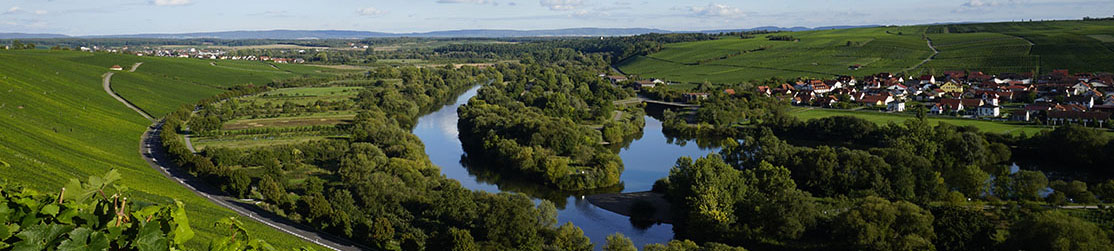 Lila blühendes Feld