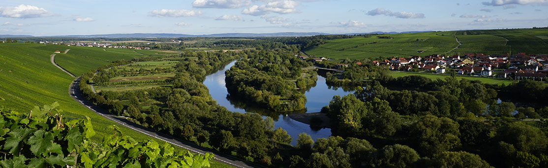 Landschaftspanorama mit lila blühendem Feld und Wäldern im Hintergrund