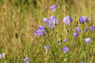 Glockenblumen