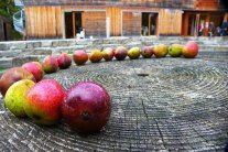 Aneinandergereihte Äpfel liegen vor dem Gebäude des Walderlebniszentrums