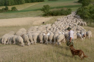 Schafherde mit Schafhalter in Landschaft 