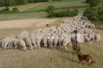 Schafherde mit Schafhalter in Landschaft