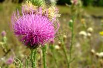 Pflanzenschutz Distel 